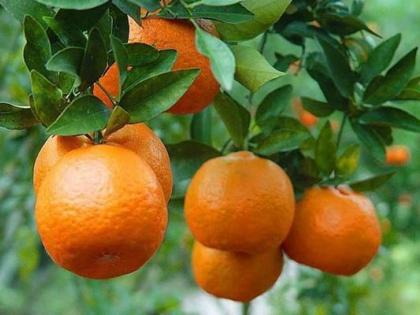 Influence of pest sucking juice on orange crop; Fruit grows from 3 to 4 percent of the fruit | संत्रा पिकावर रस शोषण करणाऱ्या किडीचा प्रादुर्भाव; फळांची १० ते ४० टक्क्यांपर्यंत होते गळ