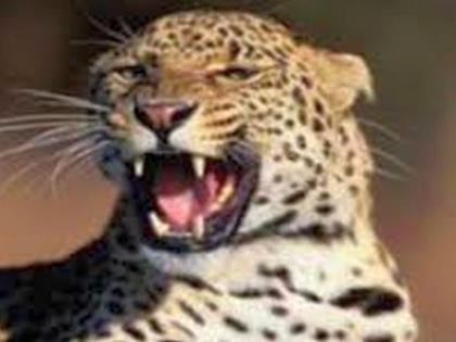 Cow killed in leopard attack | बिबट्याच्या हल्ल्यात गाय ठार Cow killed in leopard attack | बिबट्याच्या हल्ल्यात गाय ठार