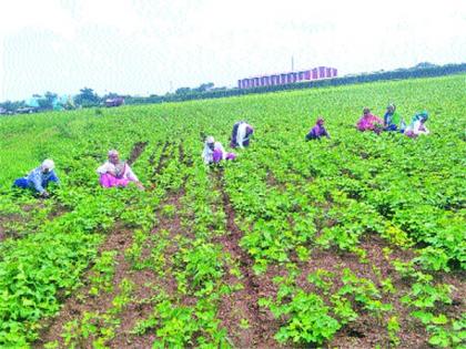  Overcrowding of farmers due to laborers | मजुरांअभावी शेतकºयांची धावपळ