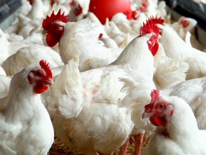  Poultry business hazards due to hot weather | उष्ण हवामानामुळे पोल्ट्री व्यवसाय धोक्यात