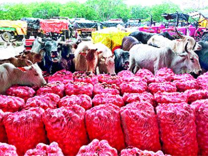 Taste of the cattle on the onion | कांद्यावर मोकाट गुरांचा ताव