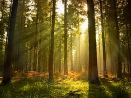To begin with, signing of forest rights claims | वन हक्क दाव्यांवर स्वाक्षºयांना सुरुवात To begin with, signing of forest rights claims | वन हक्क दाव्यांवर स्वाक्षºयांना सुरुवात