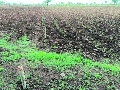 Relief from torrential rains, speeding up stunted sowing | अमरावती जिल्ह्यात दमदार पावसाने दिलासा, थबकलेल्या पेरण्यांना गती