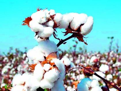 For kharif, 24 lakh packets of cotton seeds are required, only 15 lakh available | खरिपासाठी कपाशीचे 24 लाख पॅकेट बियाणे हवे, उपलब्ध केवळ 15 लाख For kharif, 24 lakh packets of cotton seeds are required, only 15 lakh available | खरिपासाठी कपाशीचे 24 लाख पॅकेट बियाणे हवे, उपलब्ध केवळ 15 लाख