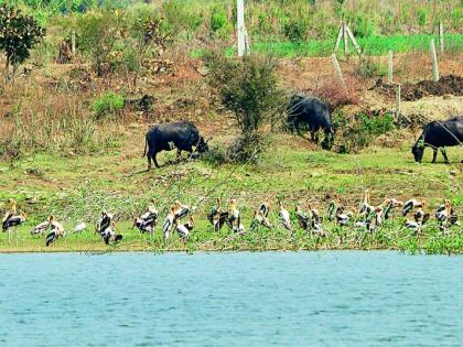 85 species of birds were recorded in Wardha district | वर्धा जिल्ह्यात झाली ८५ प्रजातींच्या पक्ष्यांची नोंद