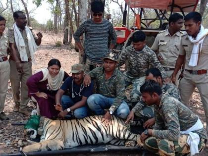 The E-tigress finally seized in Chandrapur district | नागरिकांना दहशतीत ठेवणारी ई-१ वाघीण अखेर जेरबंद