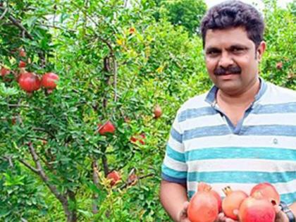 Production of poison-free pomegranates, like European norms in Amravati district | अमरावती जिल्ह्यात युरोपीय निकषांप्रमाणे विषमुक्त डाळिंबाचे उत्पादन