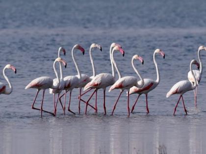 Flamingo swarm found in Yavatmal | यवतमाळात आढळला फ्लेमिंगोचा थवा