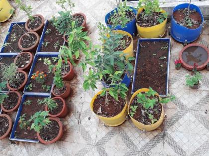 Lets make Terrace garden without soil | जरा हटके! चला लावू या, गच्चीवर मातीविरहित बाग !