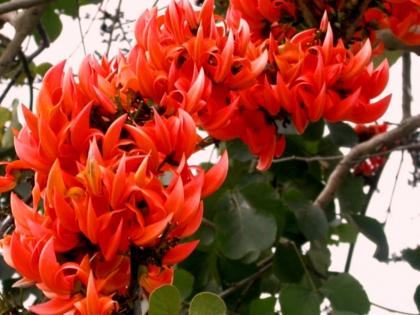 Palash spread red orange colors in Vidarbha | विदर्भात चोहीकडे बहुगुणी पळसाने केली लाल-शेंदरी उधळण