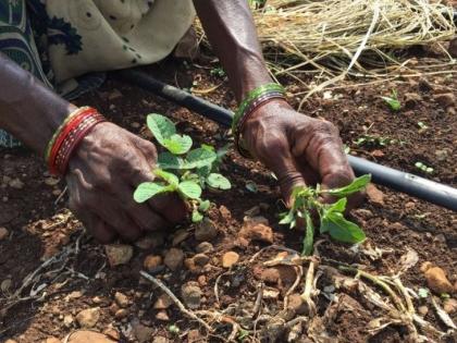 woman farmer wants to sell kidney for paying debts in Bhandara district | साहेब, कर्ज फेडासाठी कोणी किडनी घेते का जी?