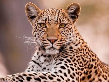 Young man killed in leopard attack in Pisalbari | पिसाेळबारीत बिबट्याच्या हल्यात तरूण ठार