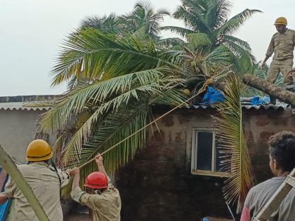 6 trees fell in Murgaon taluka; A woman was injured when a roof fell on the vehicle carrying an elderly couple | मुरगाव तालुक्यात ६ झाडे कोसळली; वृद्ध जोडपे असलेल्या वाहनावर माड कोसळल्याने महिला जखमी