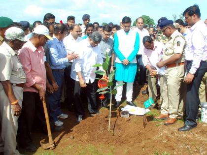 3 lakh 93 thousand seedlings planted in Kolhapur district: | कोल्हापूर जिल्ह्यात ३ लाख ९३ हजार रोपांची लागवड : उपवनसंरक्षक