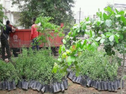 34 thousand trees of borvihir ropeway for tree plantation | वृक्षरोपणासाठी बोरविहीरच्या रोपवाटीकेतील ३४ हजार वृक्ष