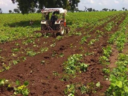 Plow turned on green crop! | मूग पिकावर फिरविला नांगर!