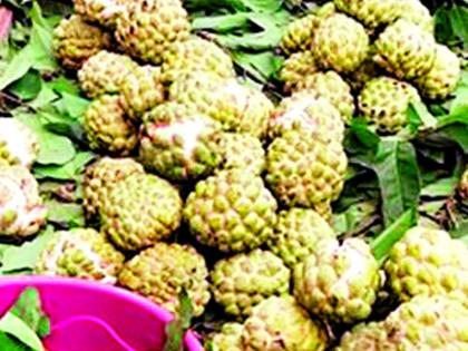 Custard apple is sold in the market before Dussehra | दसरा सणापूर्वी सीताफळ बाजारपेठेत विक्रीला