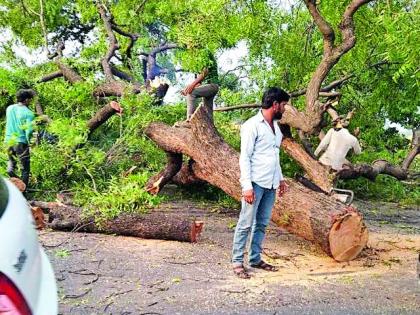 Slaughter of neem tree | कडुनिंबाच्या झाडांची कत्तल