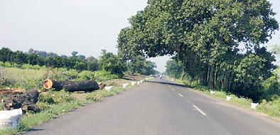  Action will be taken to break the tree | वृक्ष तोडीवर होणार कारवाई