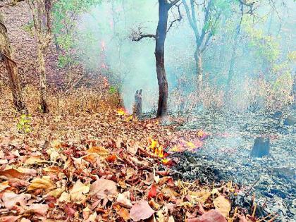 Molaghat-Madhya Pradesh, on the border of the forest, Agadong | मेळघाट-मध्य प्रदेश सीमेवरील जंगल परिसरात उसळला आगडोंब