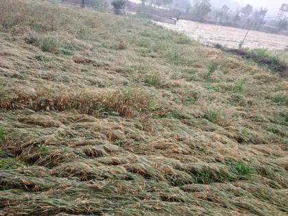 Rabi's grass fell from time to time | अवकाळीने रबीचा घास हिरावला