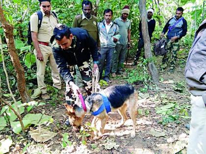 Search in the Wildlife Sanctuary in the Wildlife Sanctuary | अभयारण्यात श्वानपथकाच्या सहाय्याने शोधमोहीम