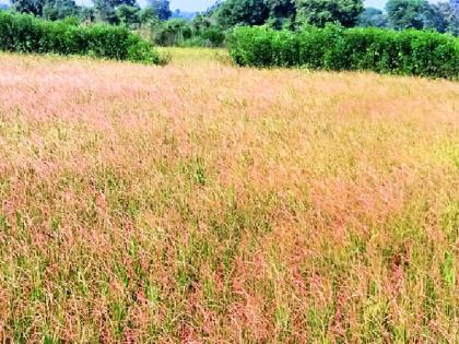 Fury on the farmers of the district on the announcement of drought | दुष्काळाच्या घोषणेवरून जिल्ह्यातील शेतकऱ्यांत रोष Fury on the farmers of the district on the announcement of drought | दुष्काळाच्या घोषणेवरून जिल्ह्यातील शेतकऱ्यांत रोष