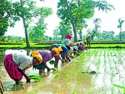 The cost of planting paddy has increased by one thousand per acre this year | धान रोवणीच्या खर्चात यंदा एकरी एक हजाराची वाढ The cost of planting paddy has increased by one thousand per acre this year | धान रोवणीच्या खर्चात यंदा एकरी एक हजाराची वाढ