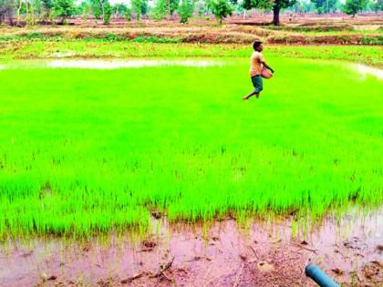 Heavy rains give rise to sowing | दमदार पावसाने पेरणीला वेग