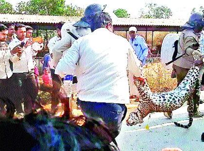 Leopard from Jericho at Belgaum Ku Pu | बेलगाव कुºहे येथील पोल्ट्रीतून बिबट्या जेरबंद