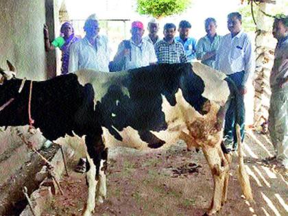 Guidance by farmers to the farmers at Khambale | खंबाळे येथे पथकातर्फे शेतकऱ्यांना मार्गदर्शन