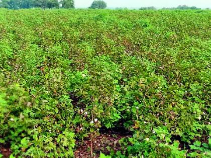 Cotton soils in the 16 villages | १६ गावातील कापूस मातीमोल Cotton soils in the 16 villages | १६ गावातील कापूस मातीमोल