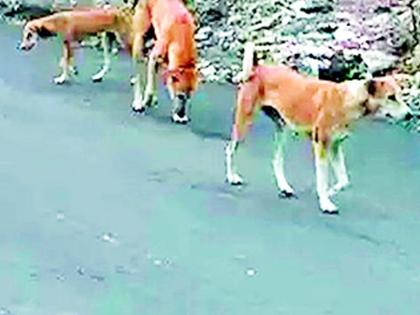 Chandrapurkar troubles with dogs | मोकाट कुत्र्यांमुळे चंद्रपुरकरांना त्रास