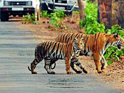 The crowd of tourists on Tadoba the very first day | ताडोबात पहिल्याच दिवशी पर्यटकांची गर्दी