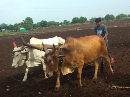  Sowing of sowing with short rains | अल्प पावसाने पेरण्या खोळंबल्या