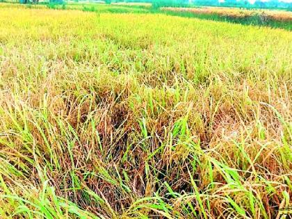 After the return rains, the paddy attack on the paddy now | परतीच्या पावसानंतर आता धानावर तुडतुड्याचा हल्ला