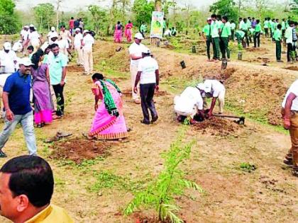 Celebration of tree plantation throughout the district | जिल्हाभर वृक्ष लागवडीचा उत्सव