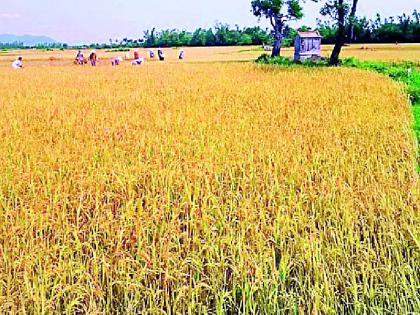 The condition of kharif crops is satisfactory this year | यावर्षी खरीप पिकांची स्थिती समाधानकारक