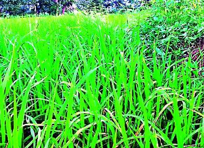 This year, the condition of kharif crops is satisfactory | यावर्षी खरीप पिकांची स्थिती समाधानकारक