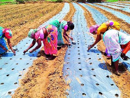 Farmer's trend towards plastic malting | प्लास्टिक मल्चिंग पद्धतीकडे शेतकऱ्यांचा कल