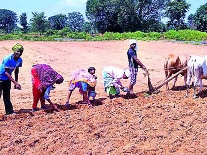 Speed ​​of groundnut cultivation | भूईमुगाच्या लागवडीला वेग