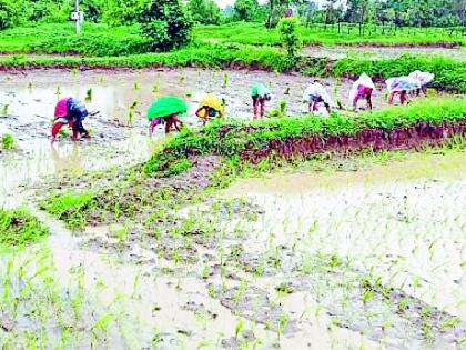 Insurance cover for crops up to 3 thousand hectares | २३ हजार हेक्टरवरील पिकांना विम्याचे कवच