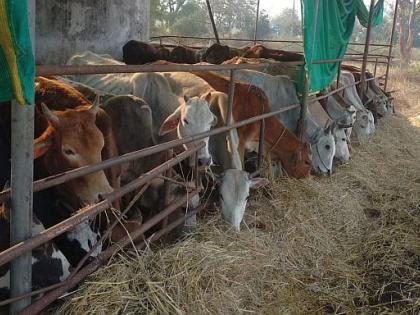 141 animals go to slaughterhouse; LCB action | कत्तलखान्यात जाणाऱ्या १४१ जनावरांना जीवदान; एलसीबीची कारवाई