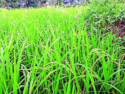 Rice crop area increased by 13 percent | धान पिकाचे क्षेत्र १३ टक्क्यांनी वाढले