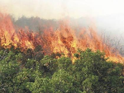 In Gadchiroli district, a fire broke out on an area of two thousand hectares | गडचिरोली जिल्ह्यात दाेन हजार हेक्टर क्षेत्रावर भडकला वणवा