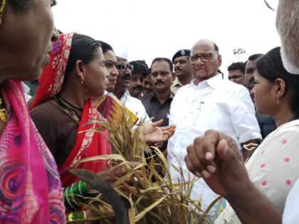 Sharad Pawar will get help for non-crop farmers | पीकविमा न काढलेल्या शेतकऱ्यांनाही मदत मिळवून देणार-शरद पवार