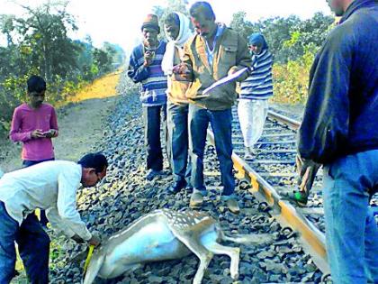 Two deer dead in a train crash | रेल्वेच्या धडकेत दोन हरीण ठार