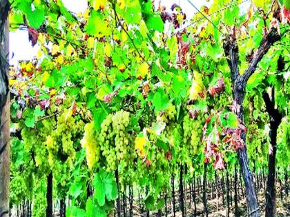 Grape growers in financial crisis | द्राक्ष उत्पादक आर्थिक संकटात