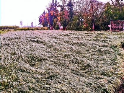 Rain in daund and Baramati; crops destroyed | दौंड, बारामतीत अवकाळी पावसाचा फेरा; द्राक्षबागा, गहू आणि ज्वारीच्या पिकांचे नुकसान