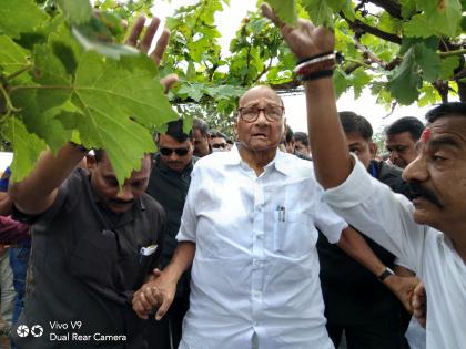 Inspection by Sharad Pawar of Khedagavi damaged vineyards | खेडगावी नुकसानग्रस्त द्राक्षबागांची शरद पवार यांच्याकडून पाहणी